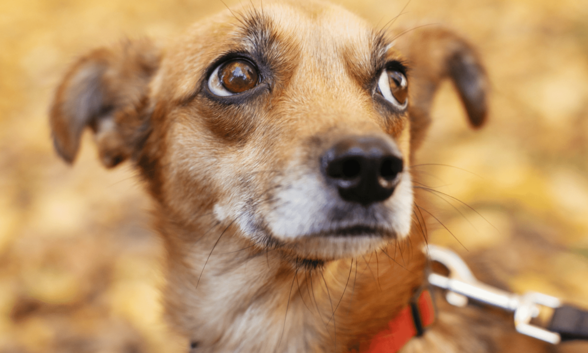 Angst bei Hunden: Angsthunde