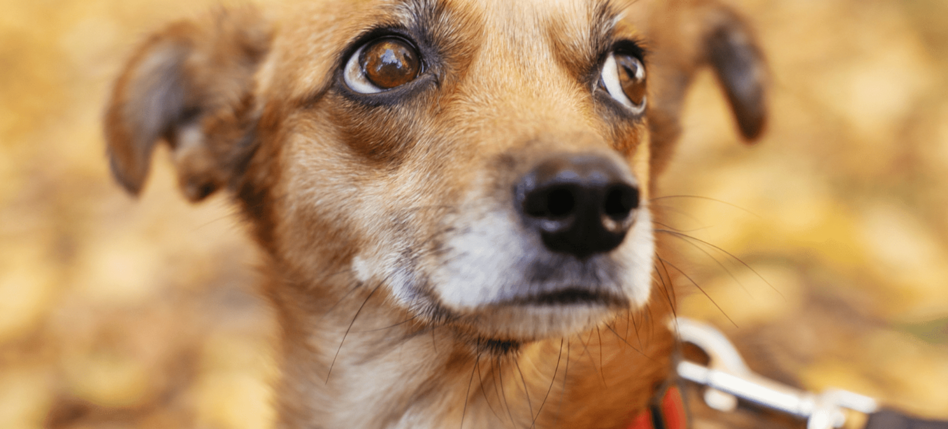Angst bei HundenAngst bei Hunden: Angsthunde
