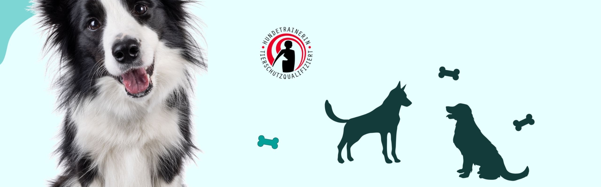 Basic Vorbereitungskurs zur Prüfung tierschutzqualifizierte:r Hundetrainer:in