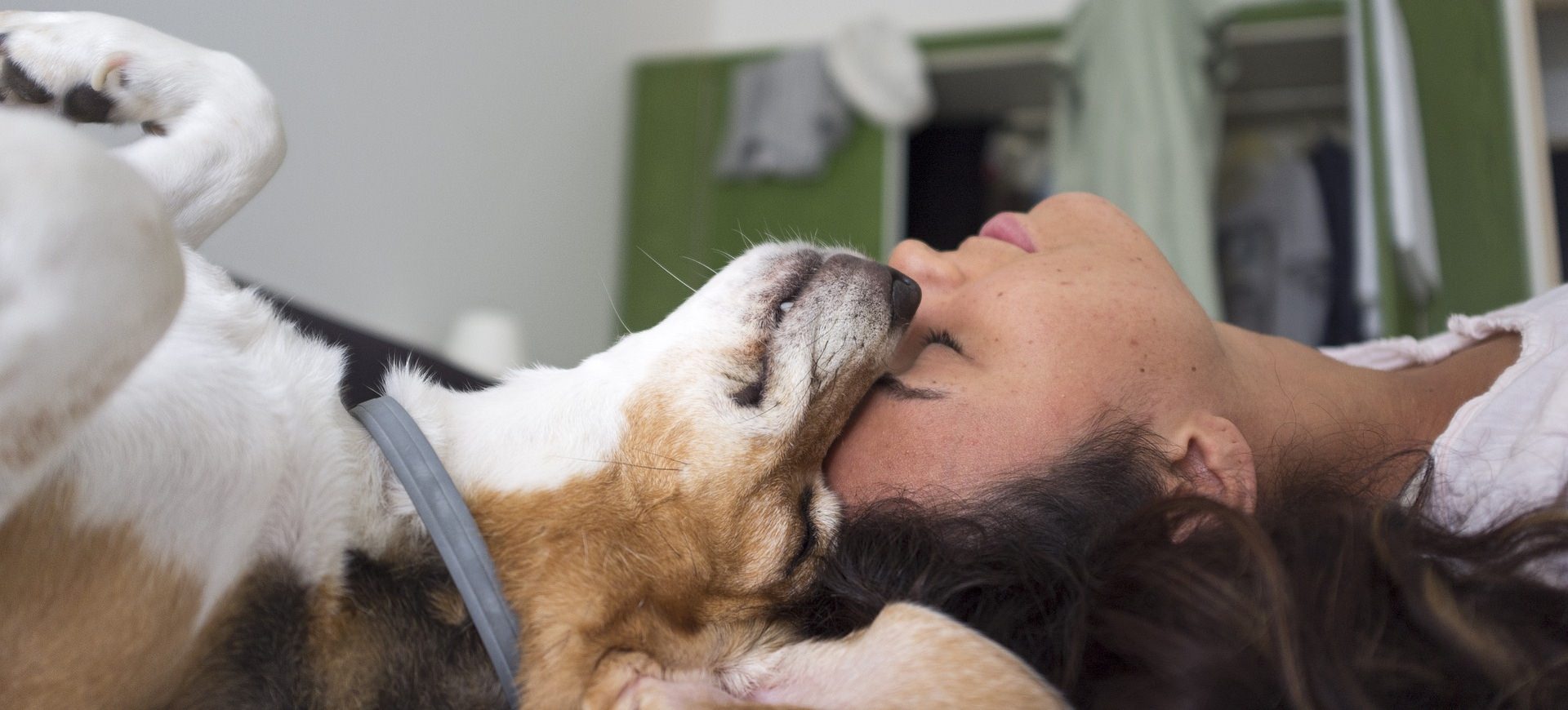 onlinekurs Hund Hundeschule