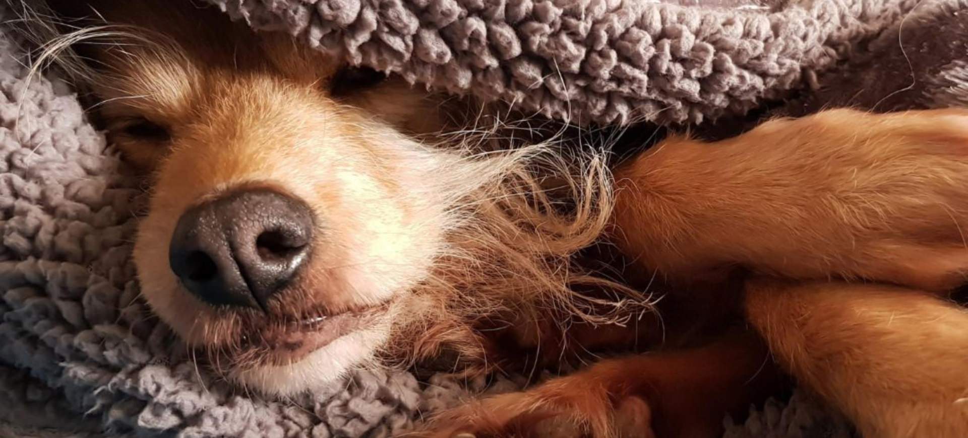 7 Tipps für mehr Entspannung bei deinem HundTipps für mehr Entspannung bei deinem Hund - entspannter Hund