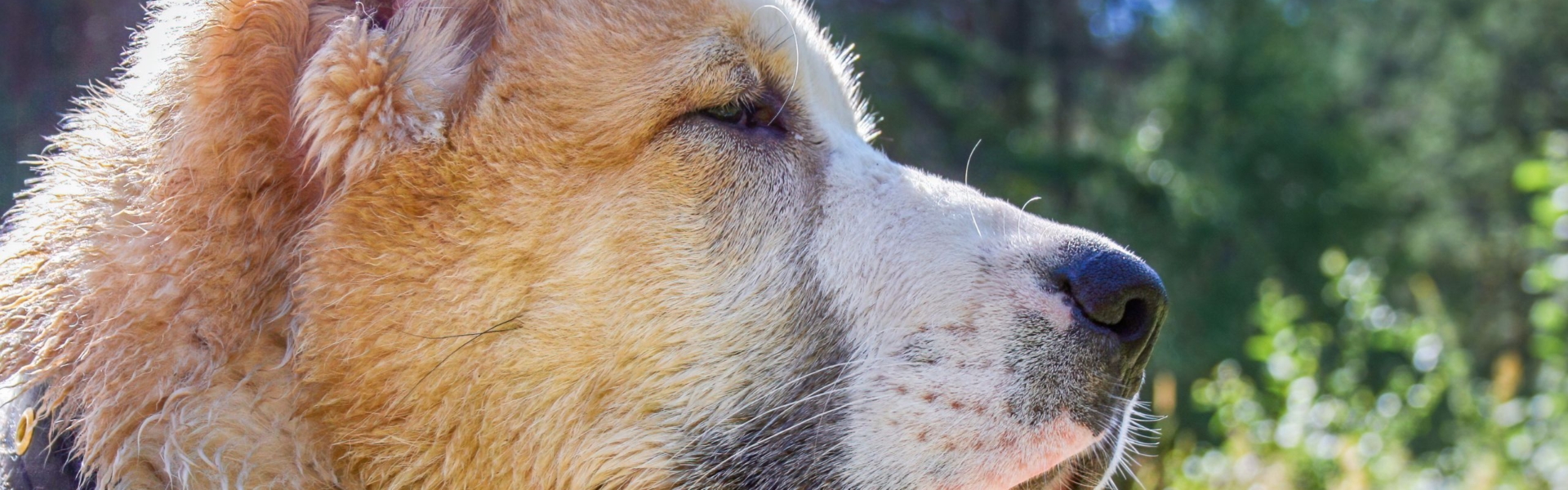 Du und dein Herdenschutzhund