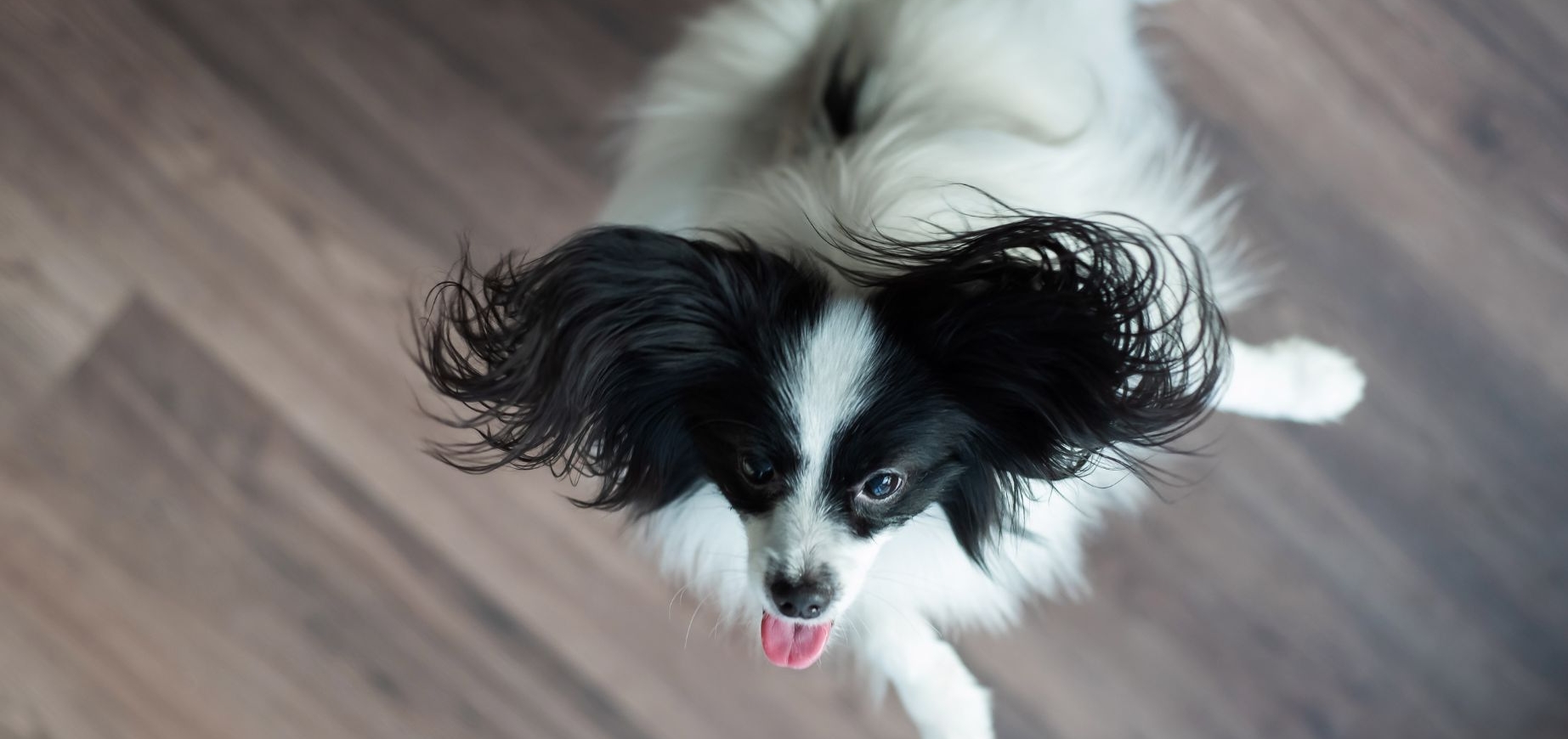 Hochspringen beim Hund: Ursachen und Lösungen