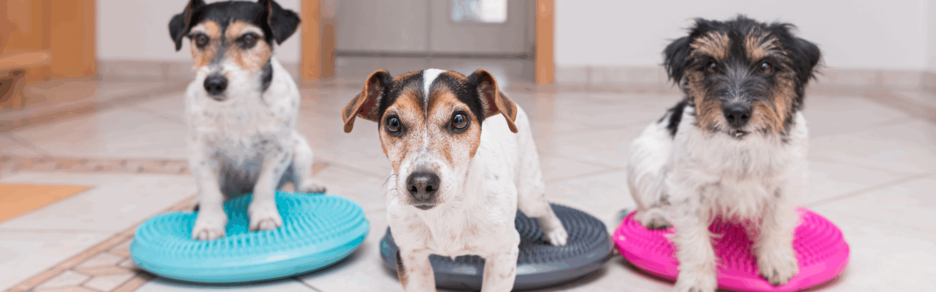 DoggyFitness