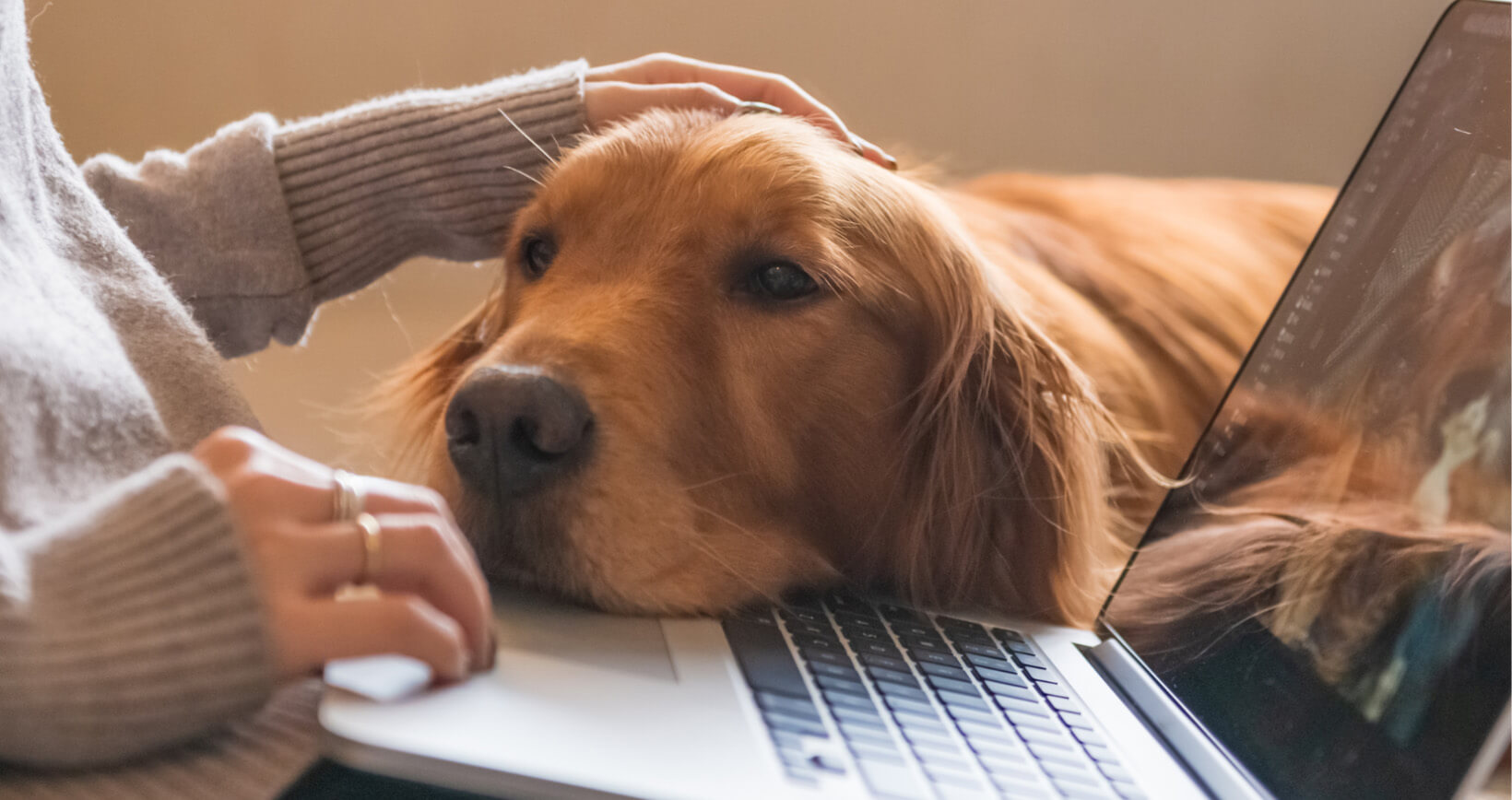 Hunde Online Webinare