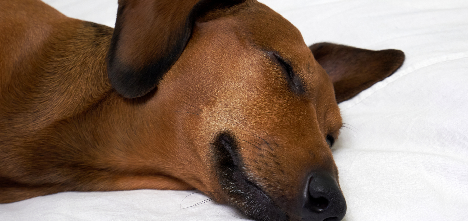 Konditionierte Entspannung beim Hund