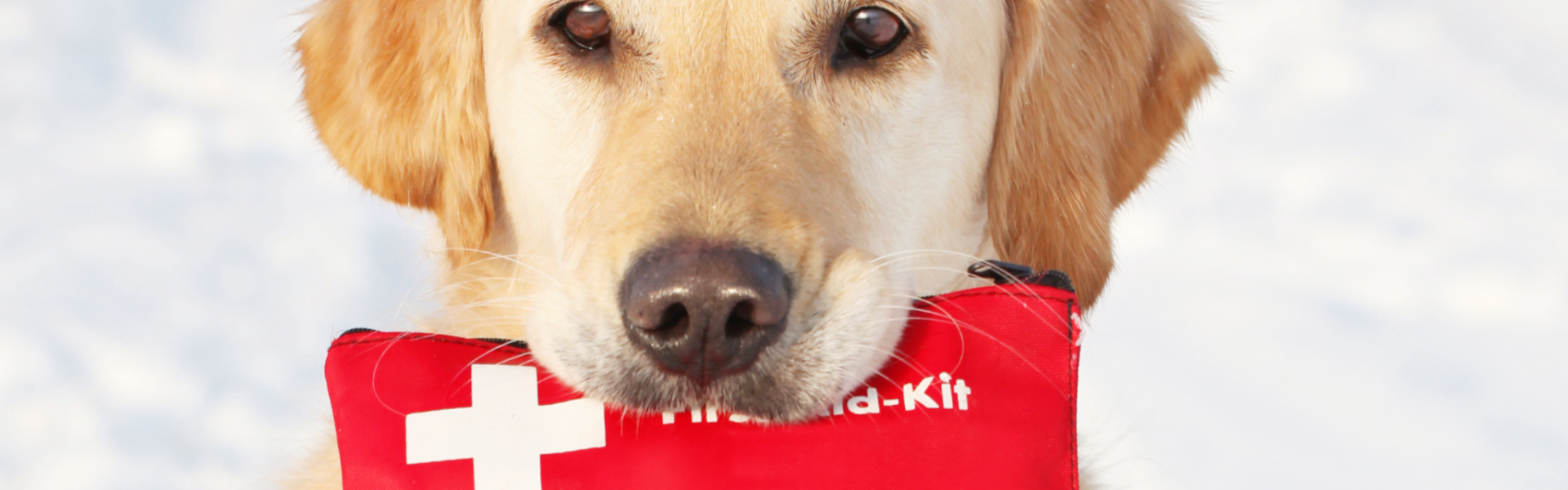 Erste-Hilfe-Kurs: Erste Hilfe am Hund (für dich in Vorbereitung)