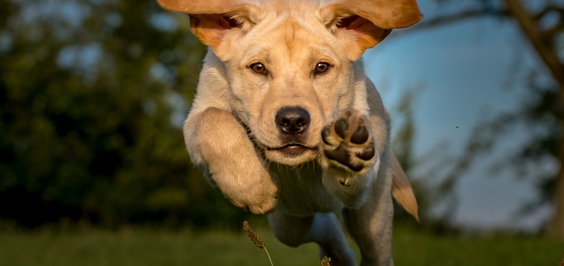 Warum wir aufhören sollten, Hunde zu labeln