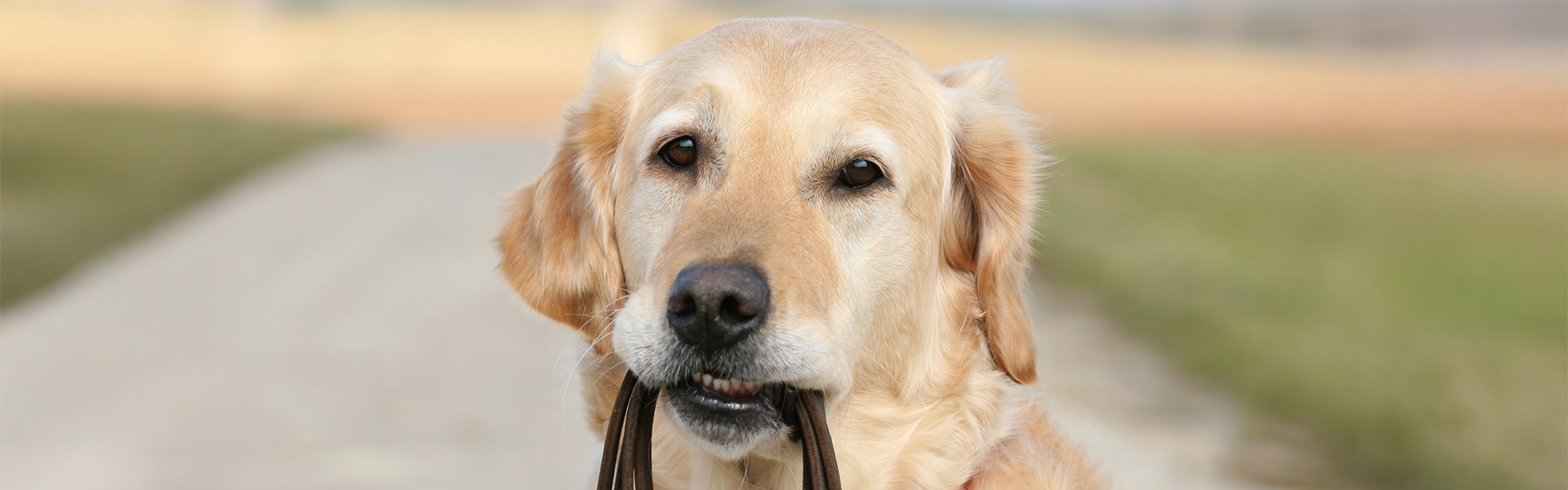 Leinenführigkeit – So klappt sie auch bei deinem Hund