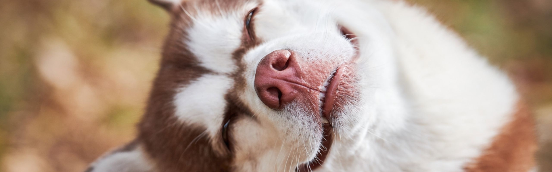 Wecke den Optimisten in deinem Hund