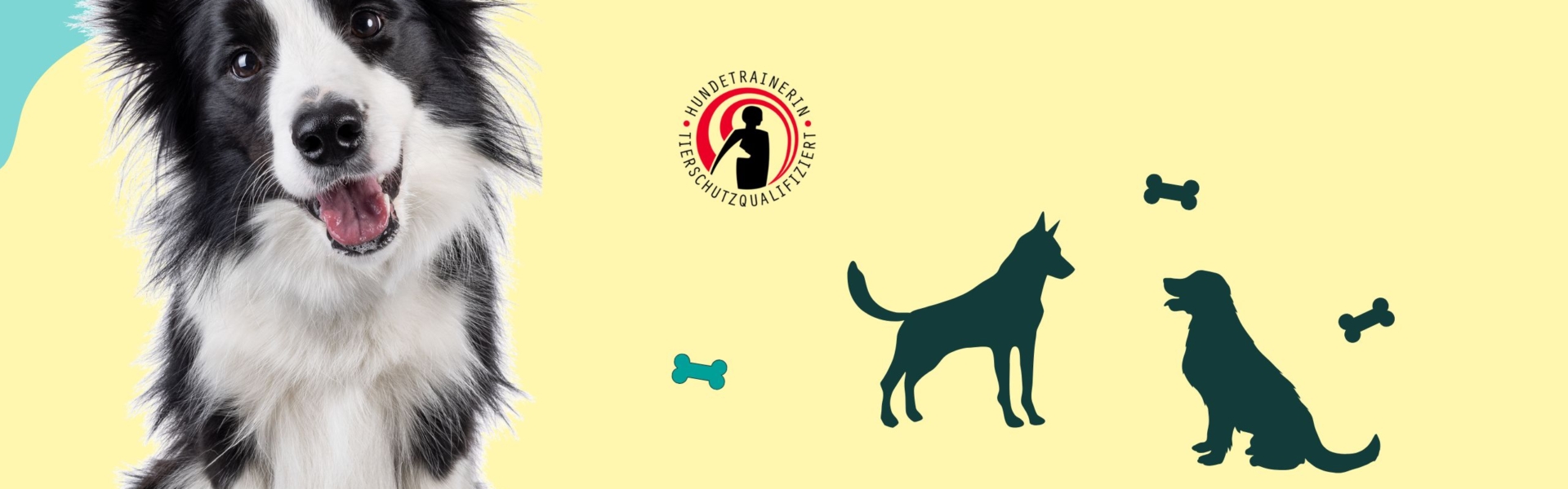 Vorbereitungskurs "PLUS" zur Prüfung tierschutzqualifizierte:r Hundetrainer:in