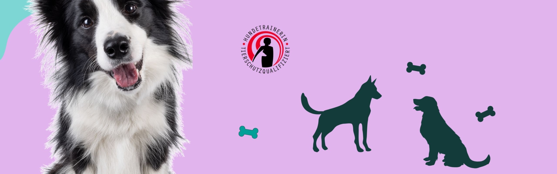 Vorbereitungskurs "PREMIUM" zur Prüfung tierschutzqualifizierte:r Hundetrainer:in