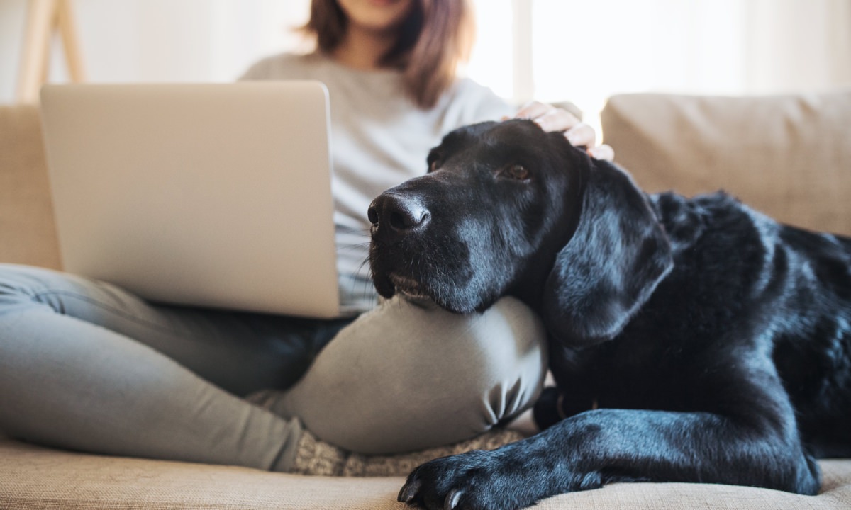 Online Hundetrainerausbildung