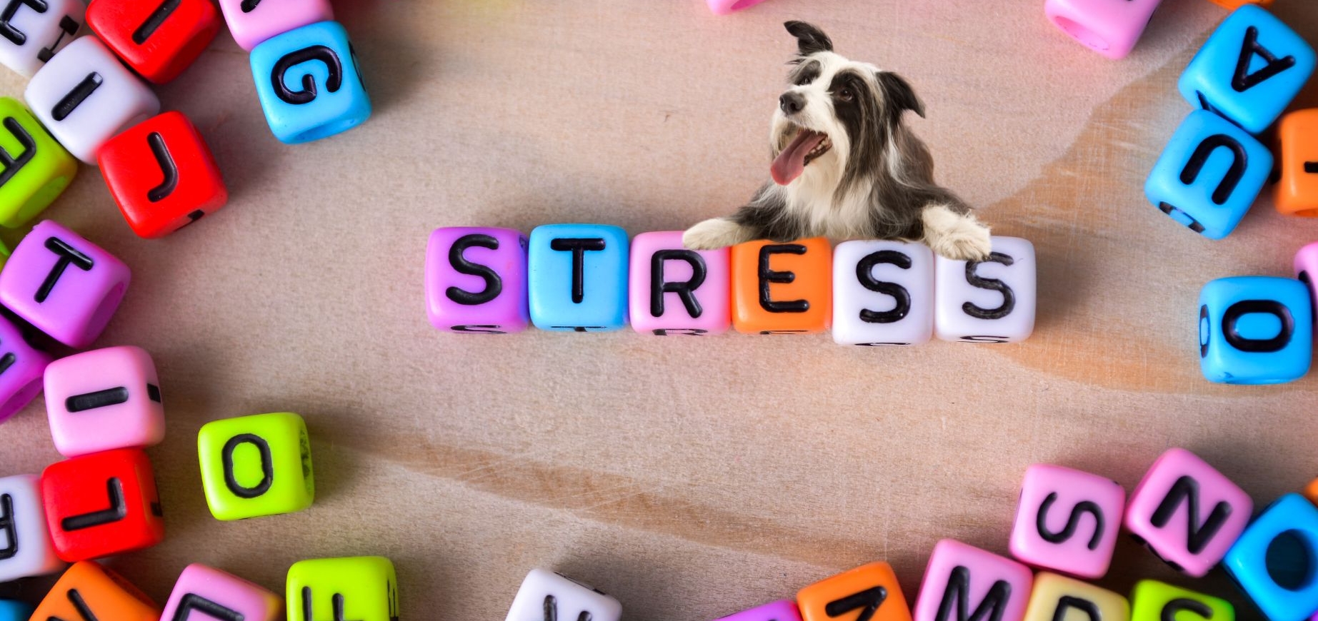 Stress bei Hunden verstehen: Cortisol, Oxytocin & Co