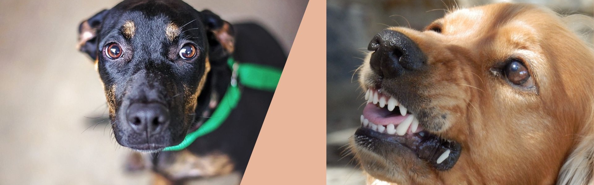 Angst und Aggression beim Hund