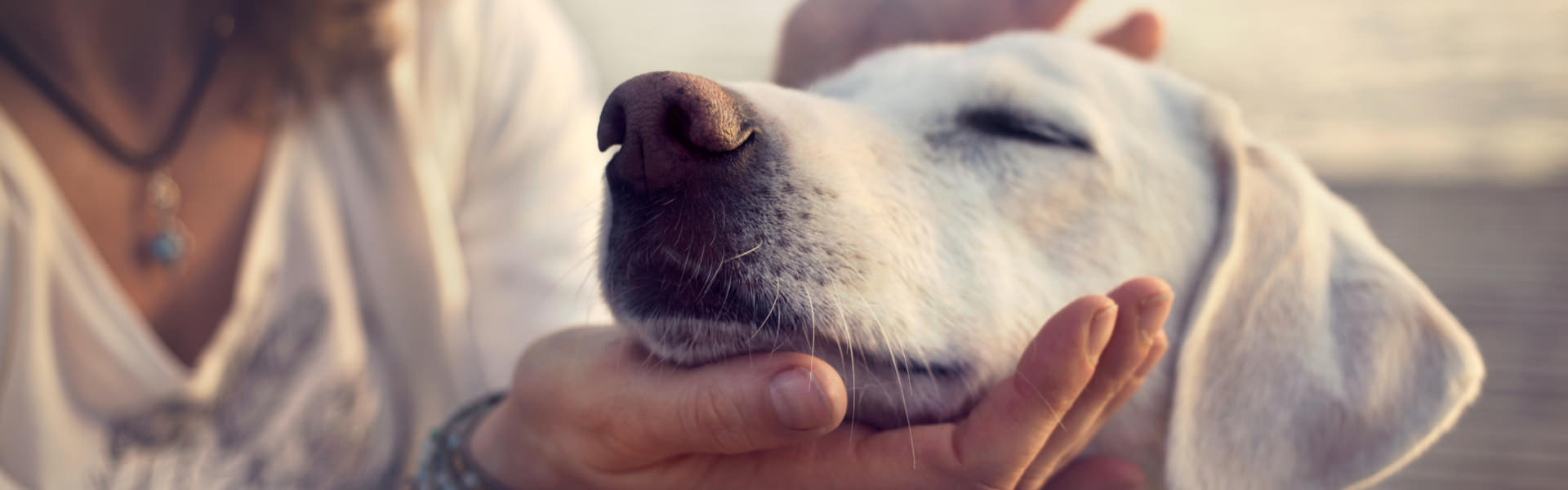 Zertifizierter Hundeverhaltensberater