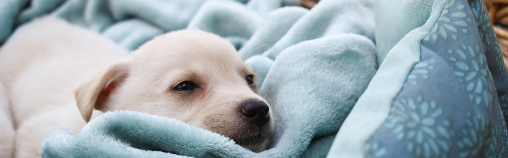 Mein erster Hund (für dich in Vorbereitung)